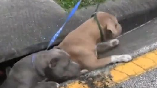 斗牛犬被卡在下水道 被救出的一瞬间世界都亮了