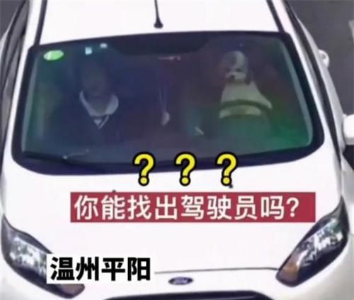 温州一起爱狗人士让狗开车引发的荒唐闹剧
