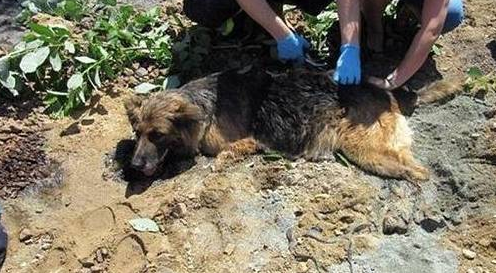 狼犬在路边晒太阳睡觉,结果沥青融化与它“融为一体”,幸得救助