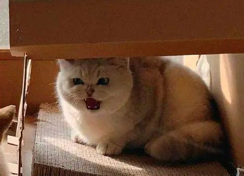 时代变了,现在猫咪的天敌不是狗,而是…