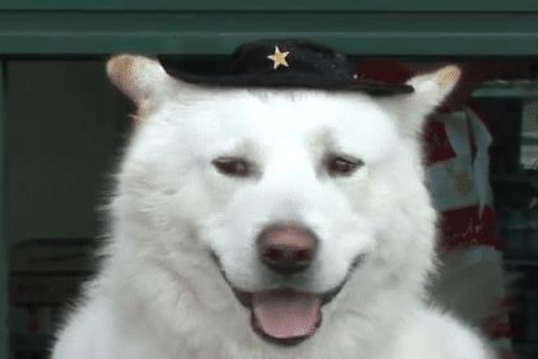狗狗帮主人卖票,招揽了不少客人,不愧是商业奇才!