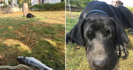 高山犬叼大鱼上岸想帮自己加菜 可爱模样笑翻网友