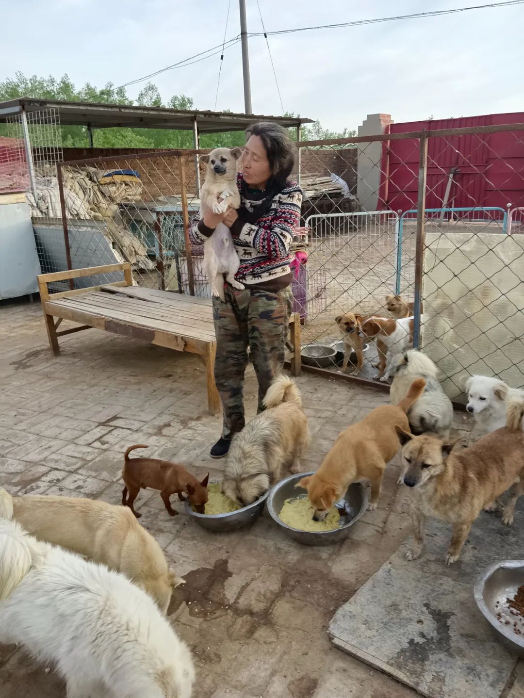 紧急求助!三百只流浪猫狗已经断粮,一起帮帮它们吧!