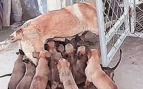 狗狗怀孕期间,主人想卖出挣钱,結果比较严重超生户,喂母乳界面很心痛