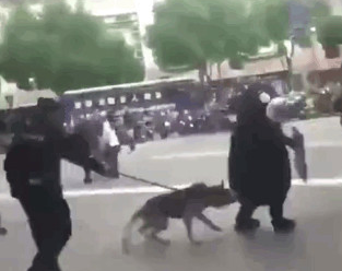 网红熊本熊在广场被警犬追咬,警察:稍息立正,你是警犬不是泼妇