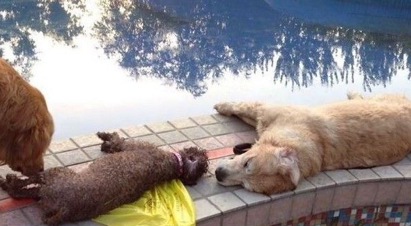 大妈遛爱犬 因喷水池漏电人狗一起触电身亡