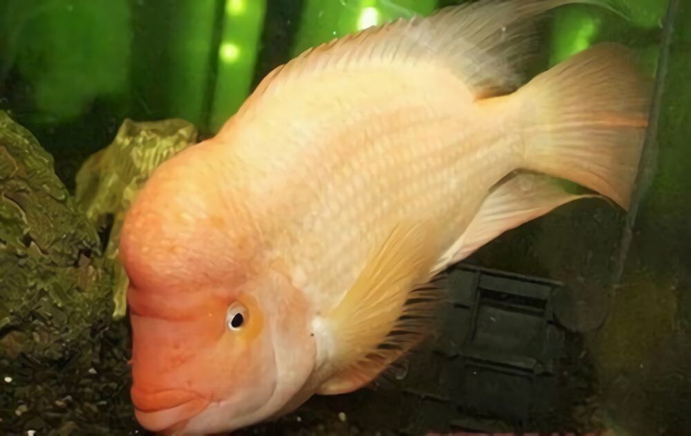 火鹤鱼身份信息