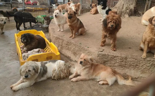 狗狗因年龄大,被人卖到了菜市场,在等待死亡时,它遇见了生命中的光...