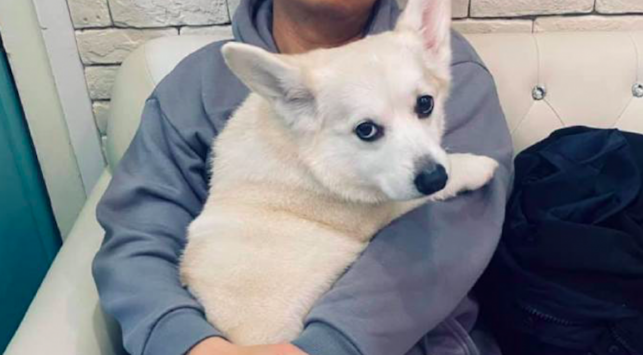 狗狗有意在女主人眼前,往丈夫的身上卖萌又舔,这目光婊里婊气的!
