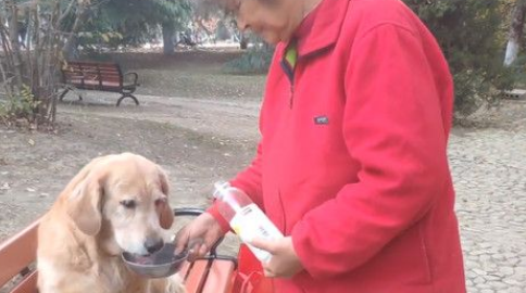 11岁老黄金猎犬不知爷爷过世 每天到公园等爷爷