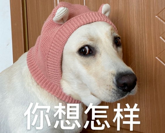 狗狗犯错挨骂时低头,是在反省吗?那你就错了