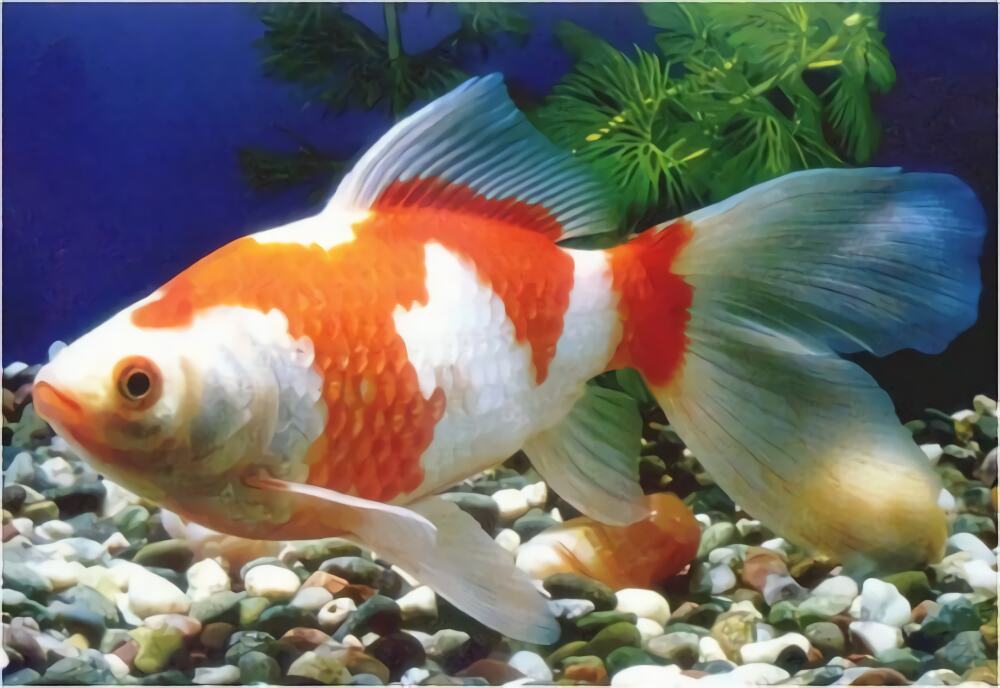 红白草金鱼身份信息