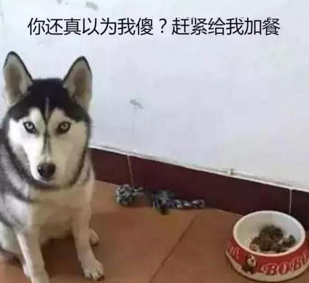 主人家想让二哈减肥瘦身,饭里少放了几片肉,二哈冲着主人家作出这小表情