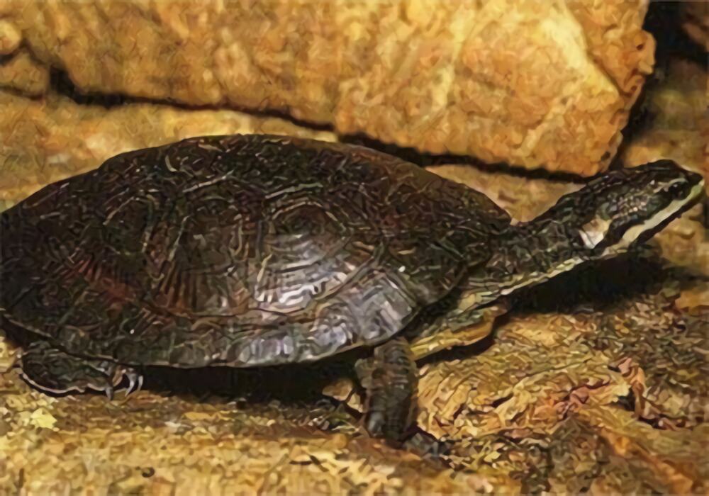 面具侧颈龟身份信息