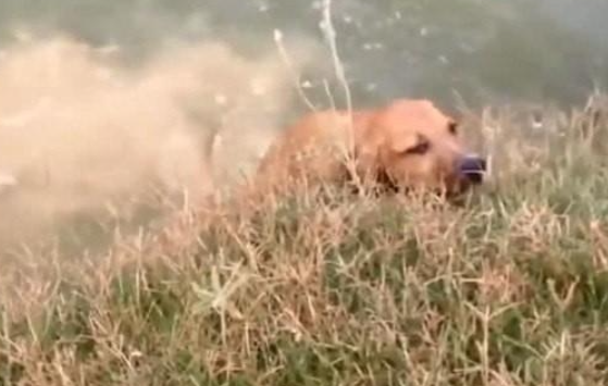 狗狗被骂出走,坐着小河边翻滚出气,一不小心竟把自己坑惨了