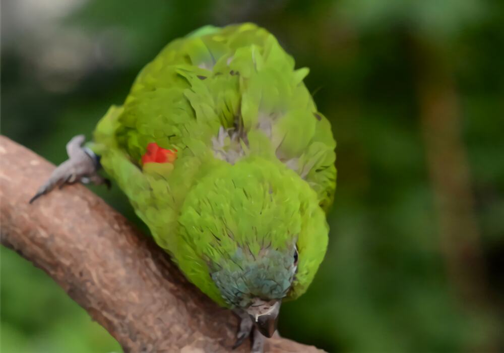 红肩金刚鹦鹉身份信息