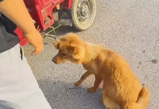 面对350块，狗主亲自把躲进车底的小狗拽出，狗贩：听人劝吃饱饭