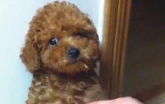 严肃认真主人训炼狗狗站起,当小泰迪伸直小身子骨的情况下,小表情会亮