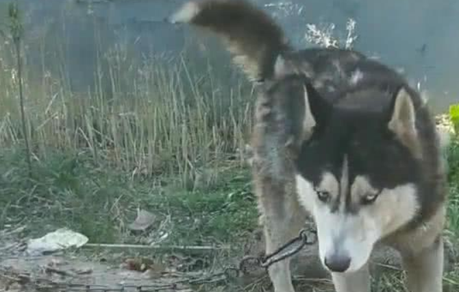 哈士奇被送至乡村当看门犬,三个月后,主人家再见了时禁不住高声痛哭流涕