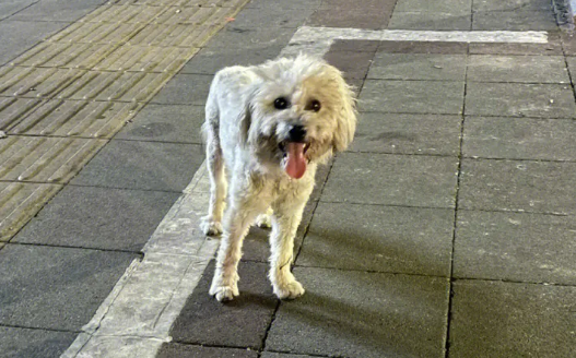 随意弃养造成流浪狗无序繁殖，治理还需从源头解决