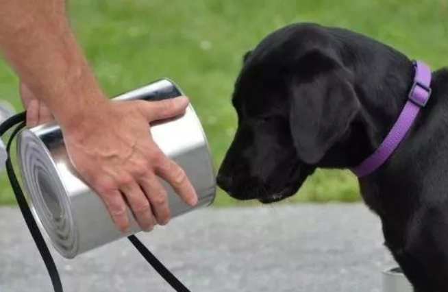 美国CIA警犬因表现不佳惨遭“退学”!网友大呼理解