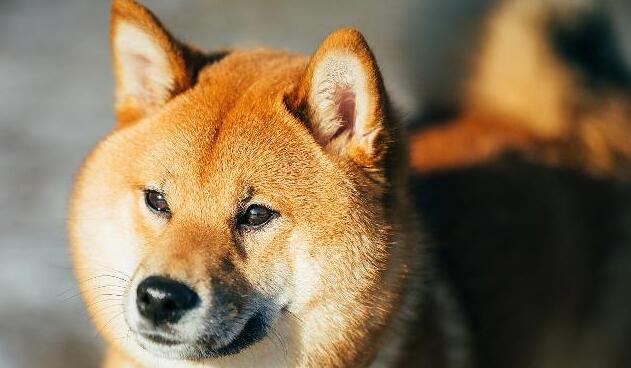 主人下班回家,柴犬笑眯眯地门口迎接,走进门主人却不那么高兴了