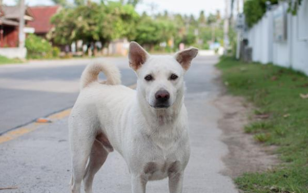 农村大爷收养的田园犬,从不吃狗粮,竟胖成一只猪
