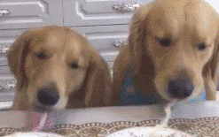 狗狗吸一根鲜面条吸究竟，网民：猜疑鲜面条会假？