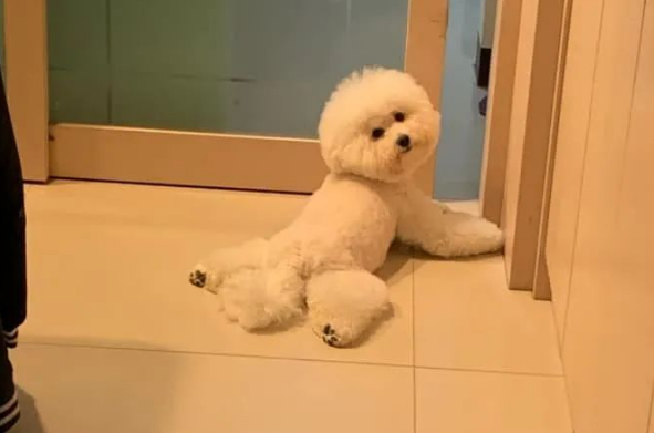 比熊犬劈叉姿势,标准到让网友怀疑有问题,看兽医发现别的问题却笑喷!