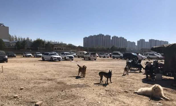 犬市:在成犬区域展示的哈士奇幼犬,比大狗更引人注目!
