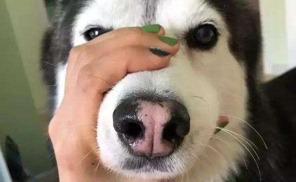 主人嫌哈士奇太吵,给它戴着嘴套睡觉,隔天发现狗狗长睡不醒了