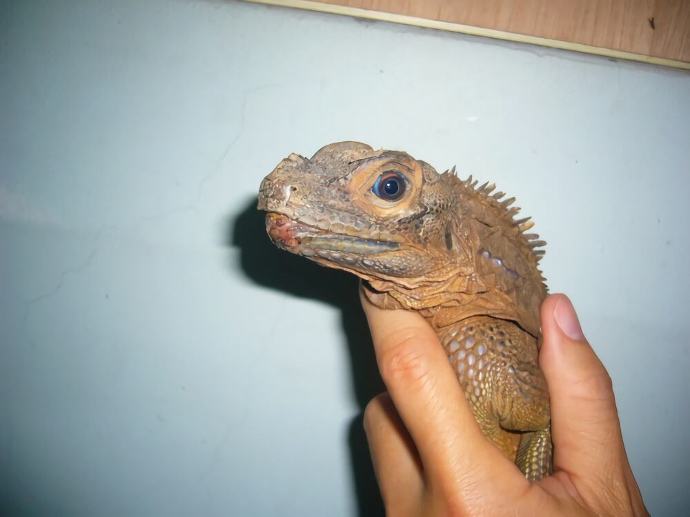 斑帆蜥身份信息