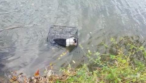 狗别人“浸猪笼”丢入冰凉湖里,全身创口还要出血,人体比较严重失温