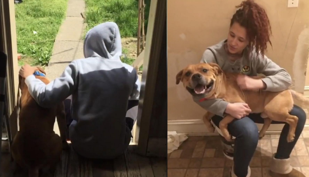 狗狗走失,2年后被同一位主人领养,缘分妙不可言