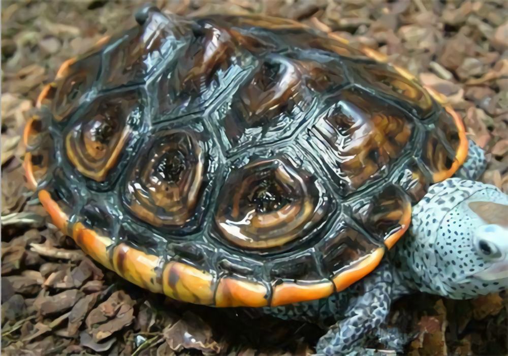 德州锦钻纹龟身份信息