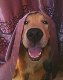 超聪明!萌犬家务健身走台步样样精通