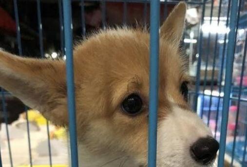 一宠主家的小柯基从小就喜欢玩逗猫棒,主人:我怀疑养了只假狗