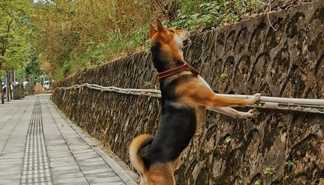 土狗见到许多人破坏树林,它迎头赶上,最后還是没捉到那个人