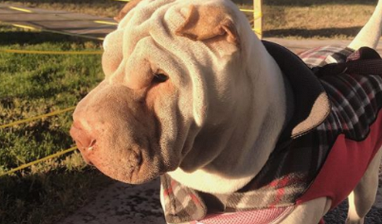 狗狗乱丢垃圾，惹怒主人家后变成“看门狗1”，主人家搬新家时却没理它