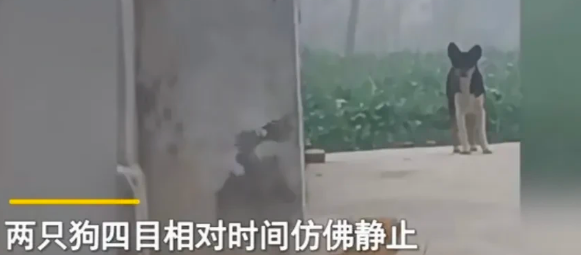小奶狗被养一个月,狗妈妈突然出现瞬间破防