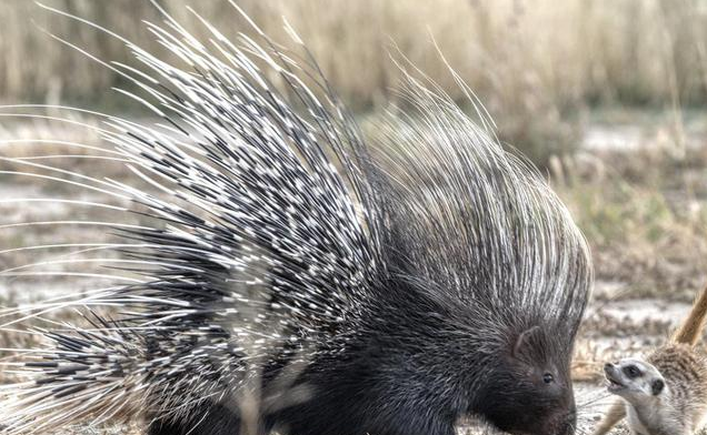 非洲“平头哥”狗狗所向披靡？NO！