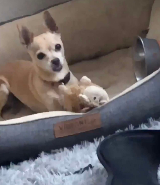 被通知已离世2年的爱犬在收容所,她哭着去查看,发现真的是它...