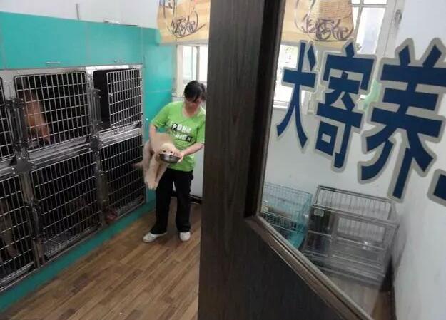 兽医坦诚:这几件事,宠主不要做,会让狗狗伤透心的