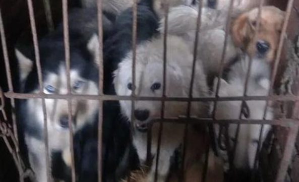 寻找丢失的马犬,却意外救出上百条狗,但她还是没能救下...
