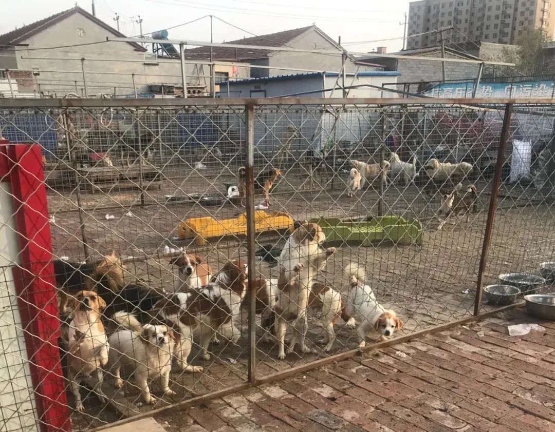 紧急求助!三百只流浪猫狗已经断粮,一起帮帮它们吧!