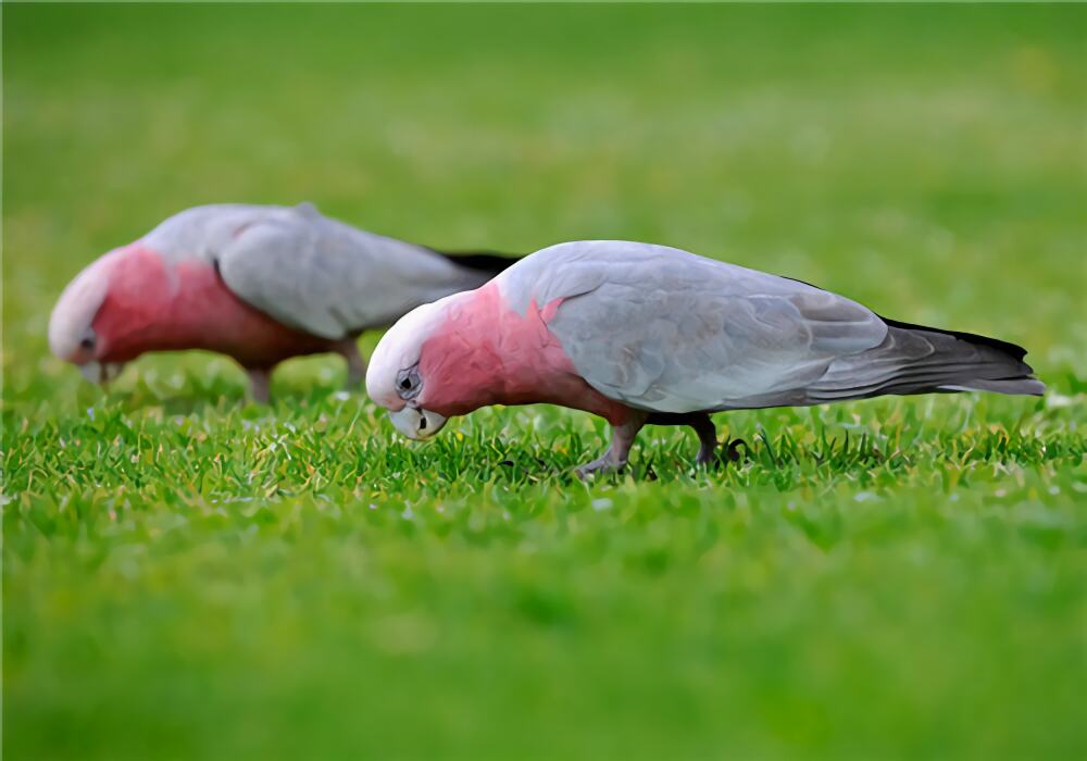 粉红凤头鹦鹉身份信息