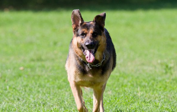 主人发酒疯砸车拒捕 忠心狼犬咬警察护主被击毙