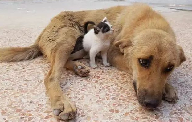失去小狗的流浪狗妈妈,把小猫当做自己的亲生孩子来照顾……
