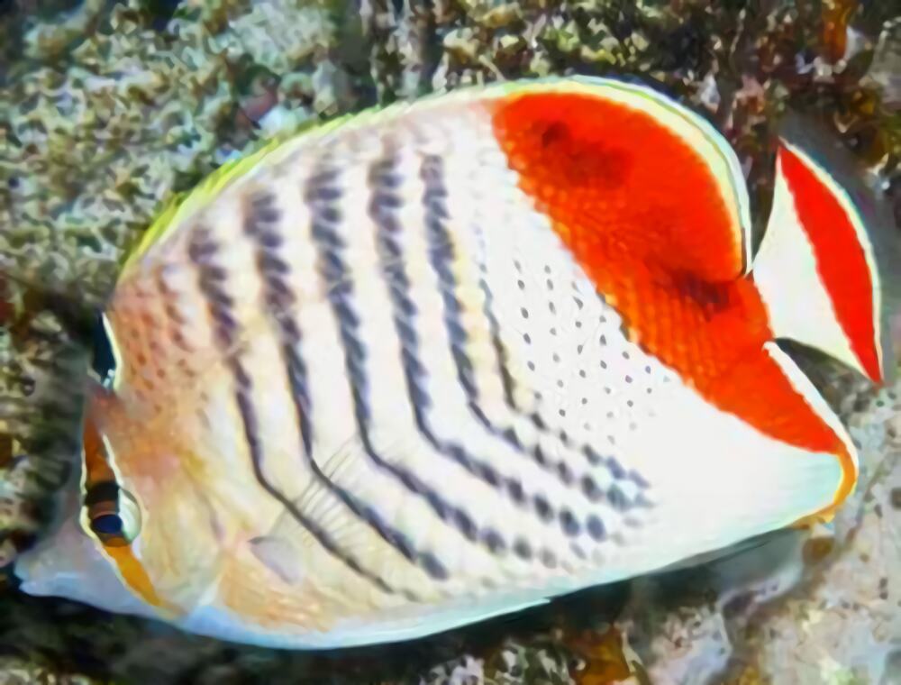 红尾蝶身份信息