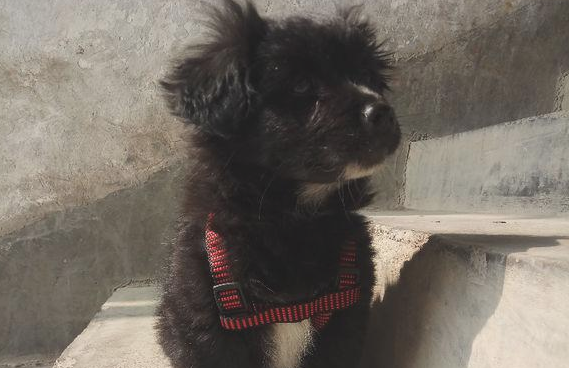 街头碰到只流浪狗，把它带大街上后殊不知那么乖，女生：这下捡到宝了